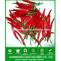 NP271 Guoren chinesische Hybrid Paprika Samen Produzent